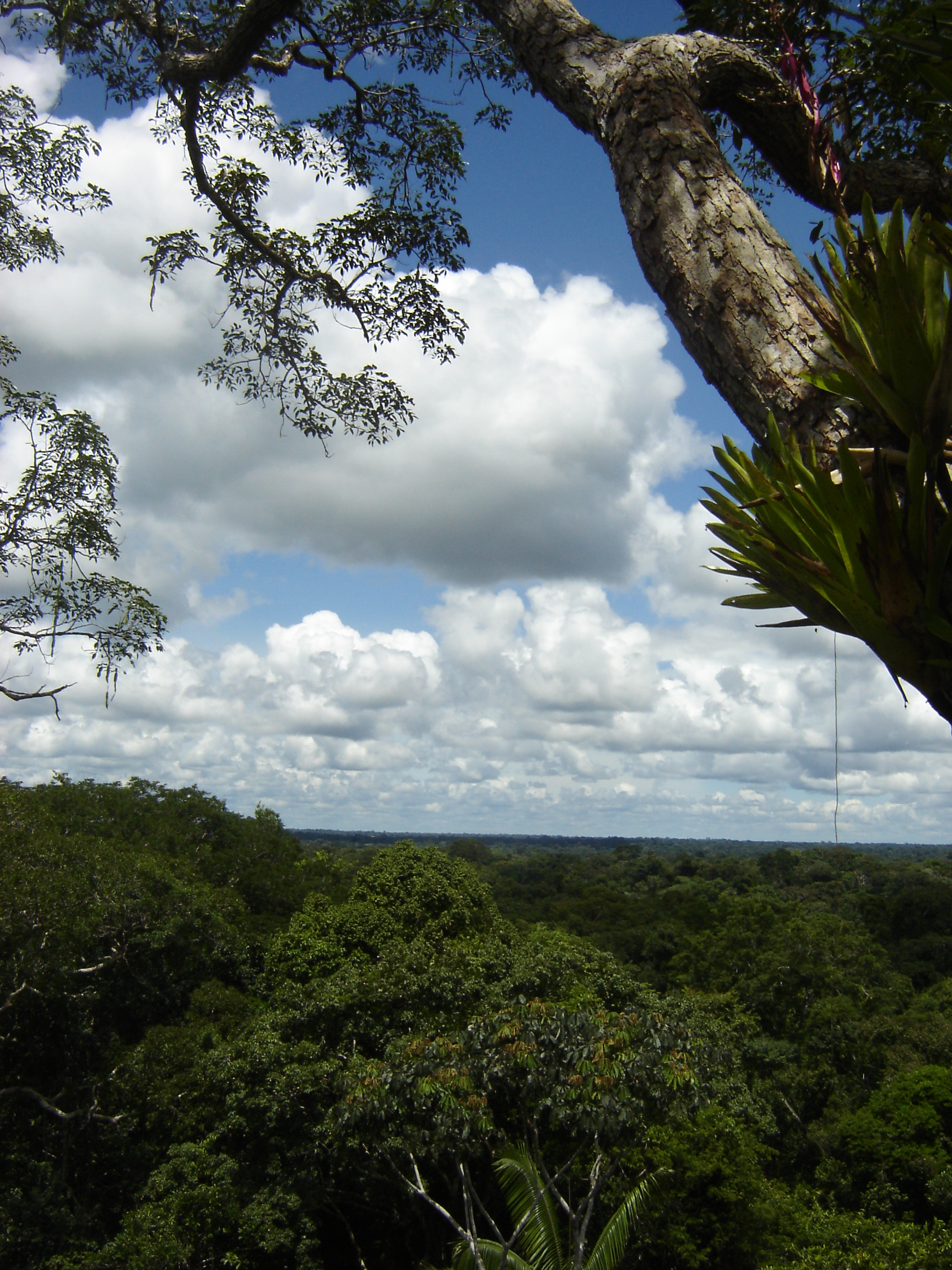 View from canopy walk, ACTS field station.jpg